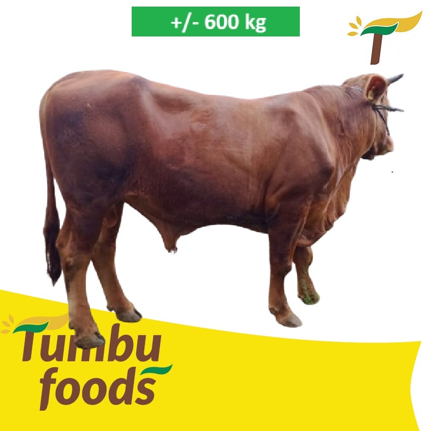 Sapi Kurban Idul Adha Hewan Hidup - Lunas 100% - Free Ongkir Qurban