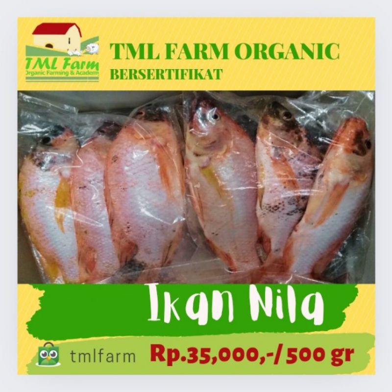 

IKAN NILA 500 GRAM