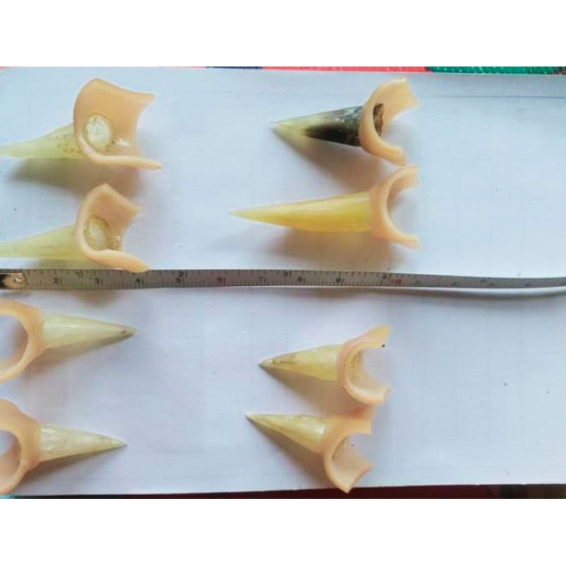 Taji Ayam Jalu sambung ayam jago