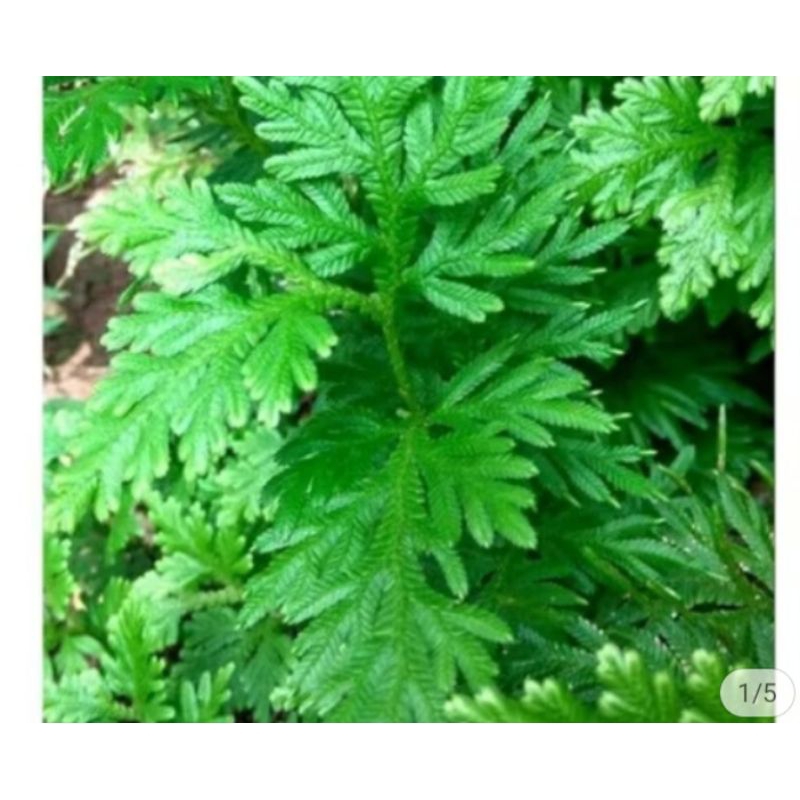 

daun rane.herbal.500grm