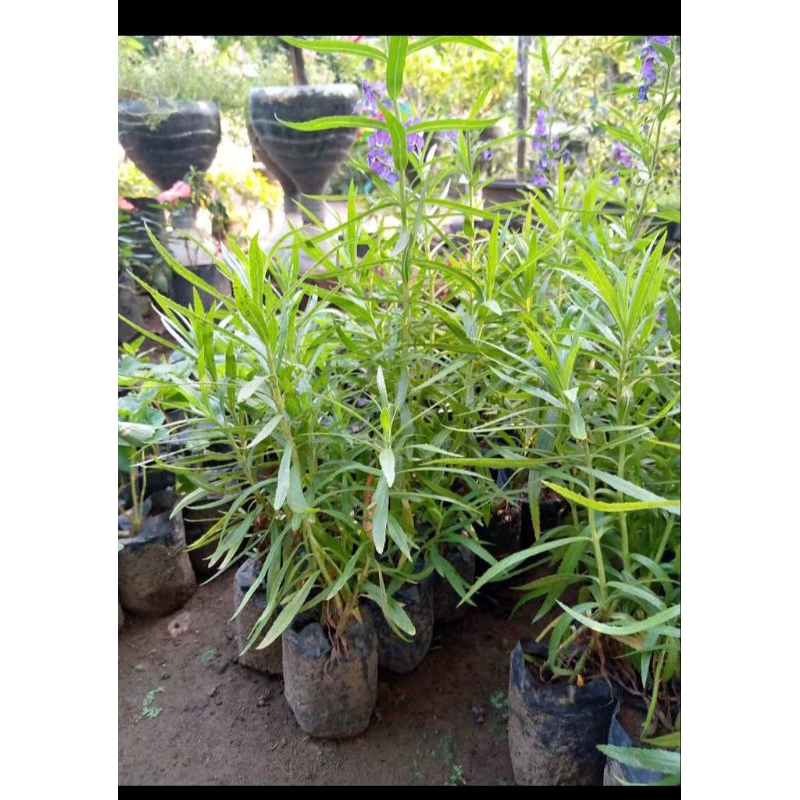 bibit bunga lavender