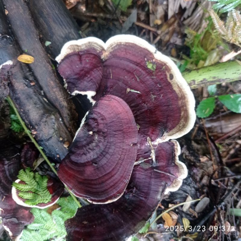 

jamur kayu alami per 500gram