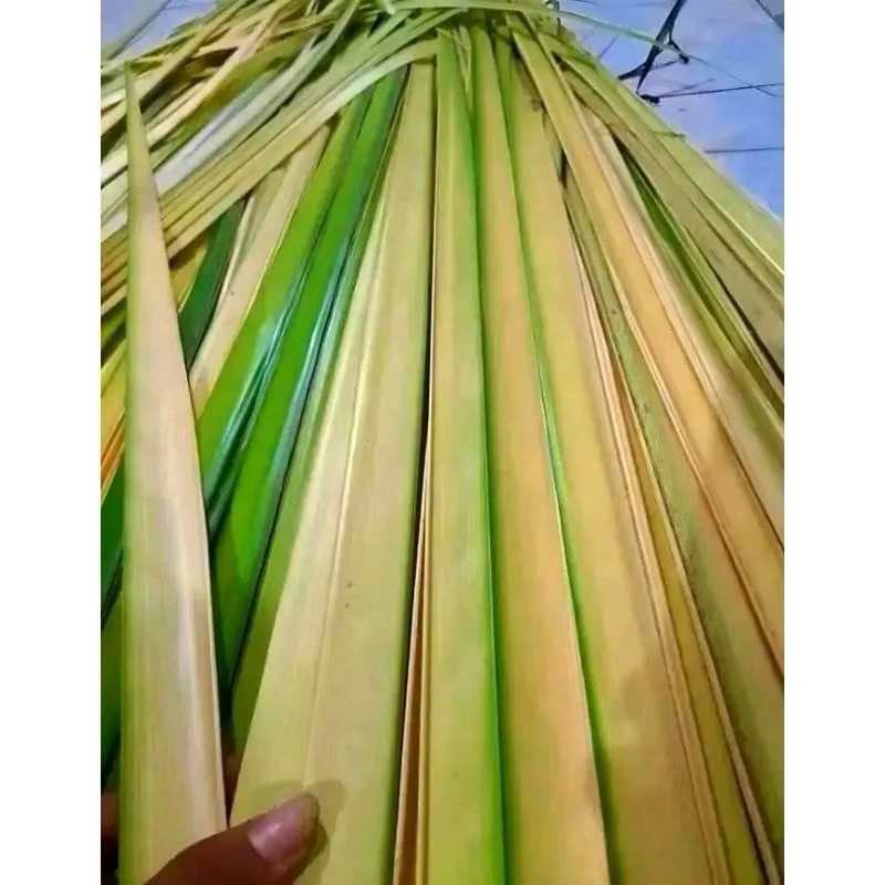 

Janur Daun Kelapa Muda 10 Lembar