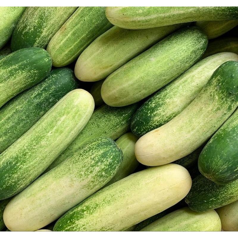 

Timun 1 Kilo