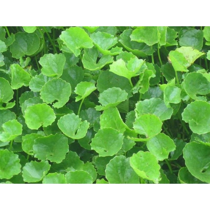 

Daun pegagan Segar 70 Lembar Obat alami Untuk Luka kulit Dan daya inggat