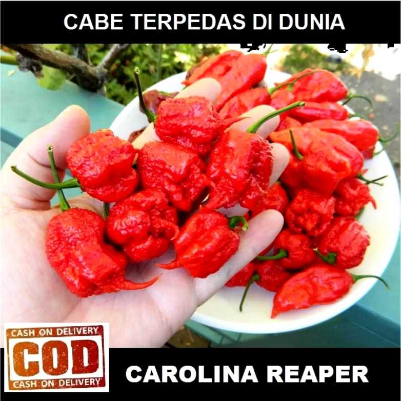 

Cabai Carolina Reaper Red Terpedas Nomor 1 di Dunia