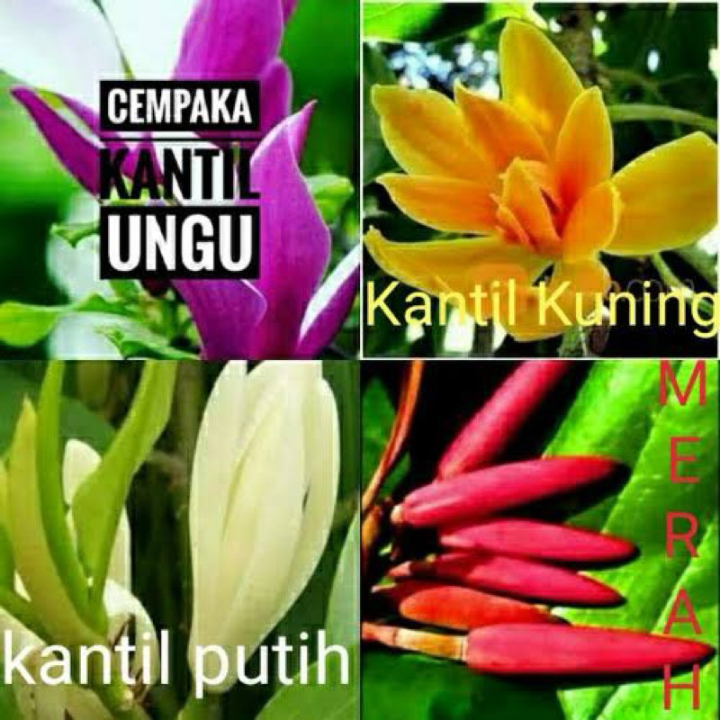 PAKET 4 BIBIT BUNGA KANTIL CEMPAKA MERAH, PUTIH, KUNING, UNGGU FULL MEDIA