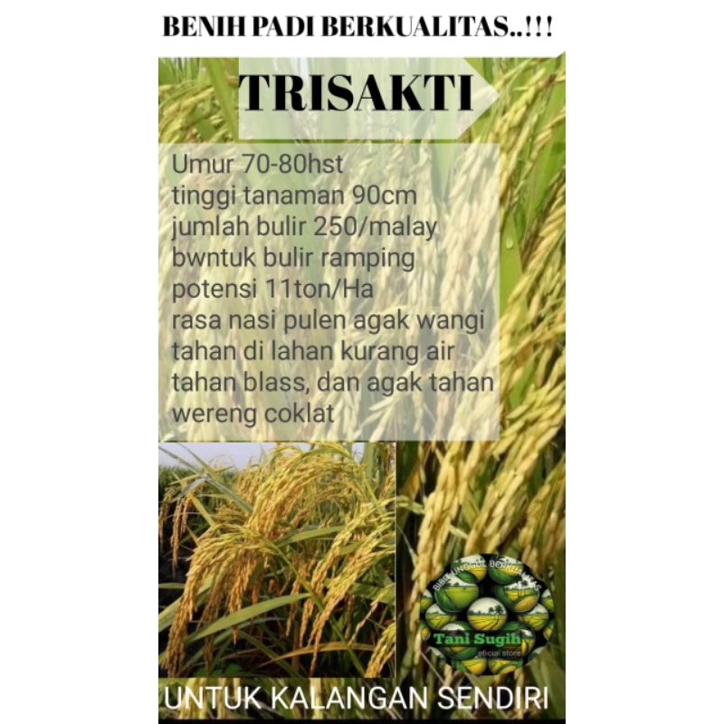 Benih padi genjah TRISAKTI kemasan 5kg ( 75hst)
