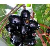 Tanaman Juwet Hitam Tanpa Biji Okulasi