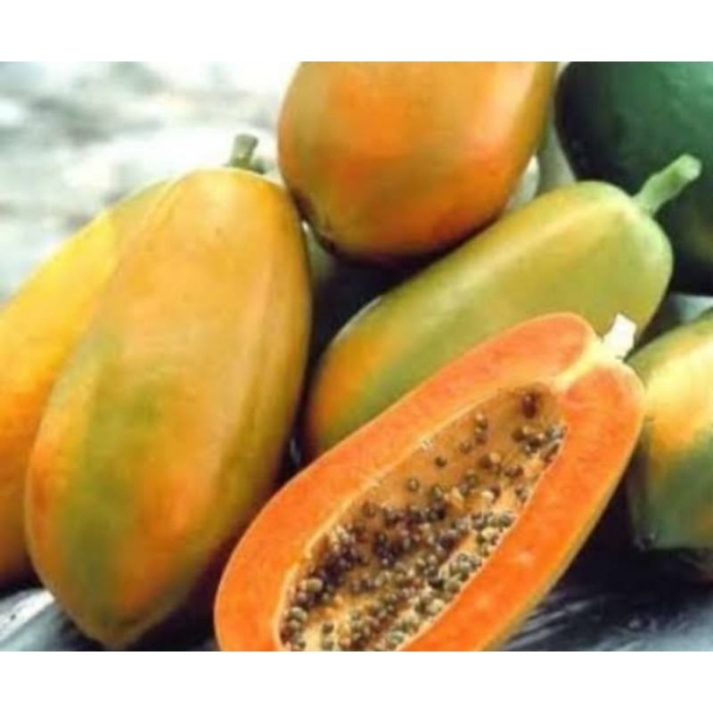 benih buah pepaya taiwan