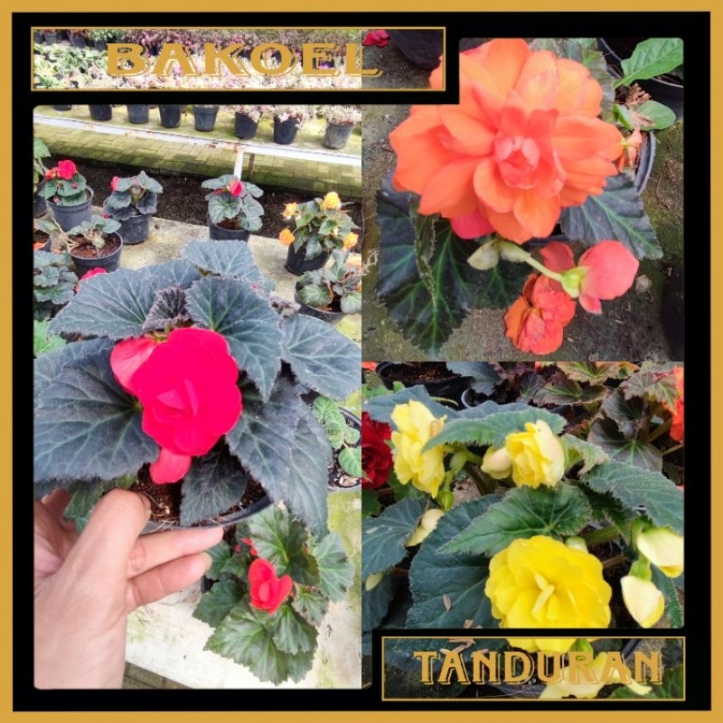Tanaman Hias Bunga Begonia Mawar