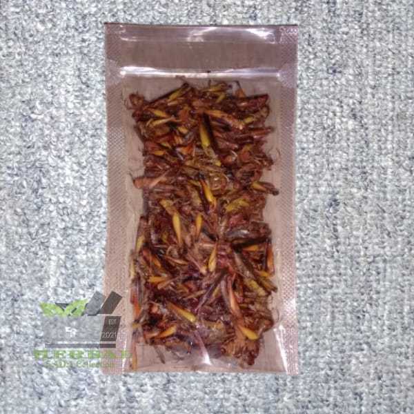 

Belalang Sawah Mentah Per Bungkus Simeut Mentah Dadakan Siap Masak