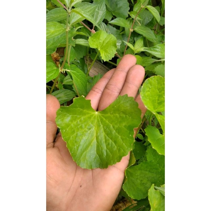 

Daun Pegagan/antanan 500g Segar untuk Kesehatan Alami
