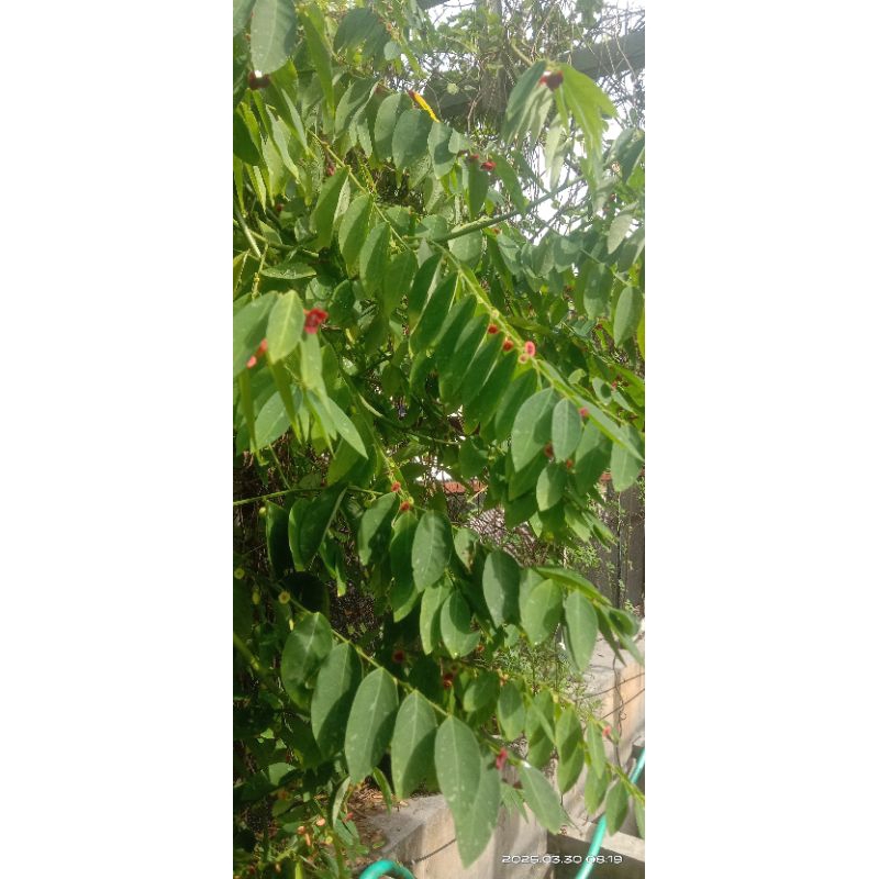 

Daun katu (Sauropus androgynus)