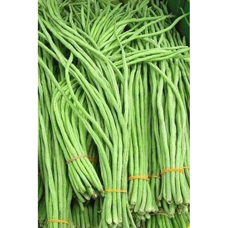 

kacang pancang 1ikt
