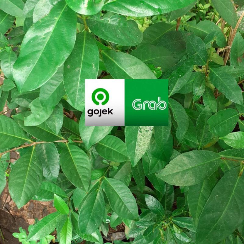 

daun salam segar ada pesanan baru petik