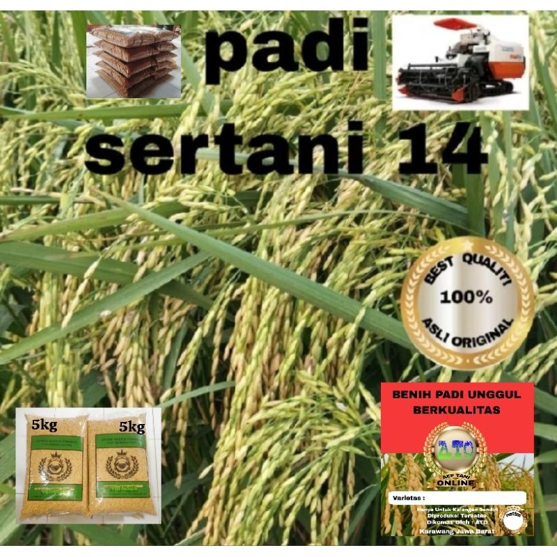 BENIH PADI UNGGUL SERTANI 14 KUALITAS 5KG BENIH PADI ORIGINAL