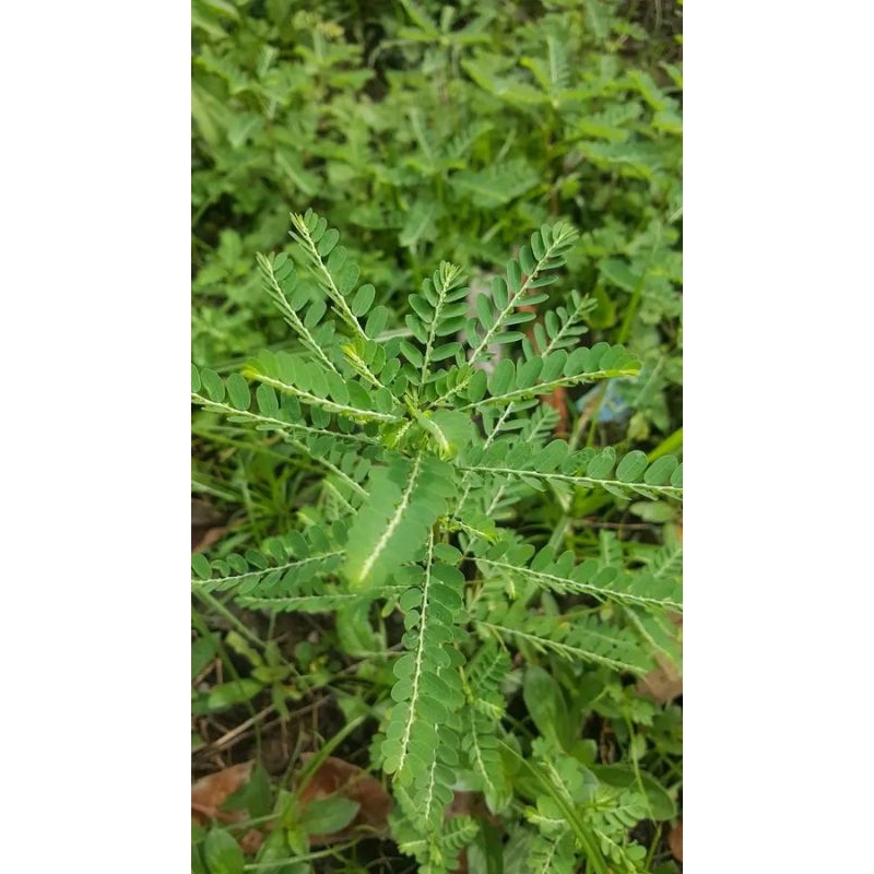 

DAUN MENIRAN SEGAR 100gr