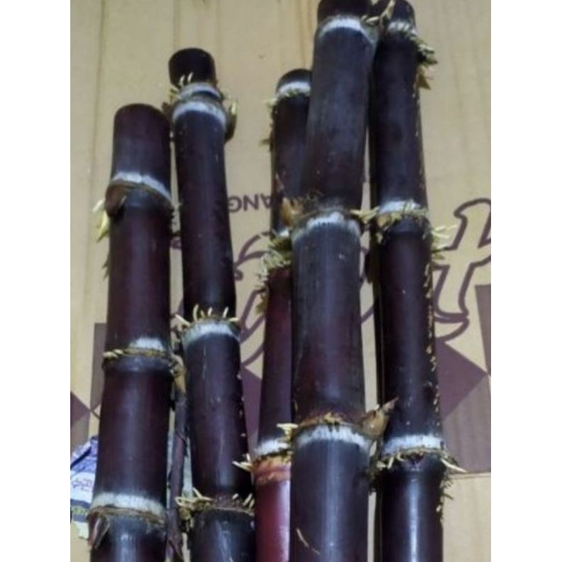 

Batang tebu hitam tebu ireng segar 1 kg bisa untuk bibit