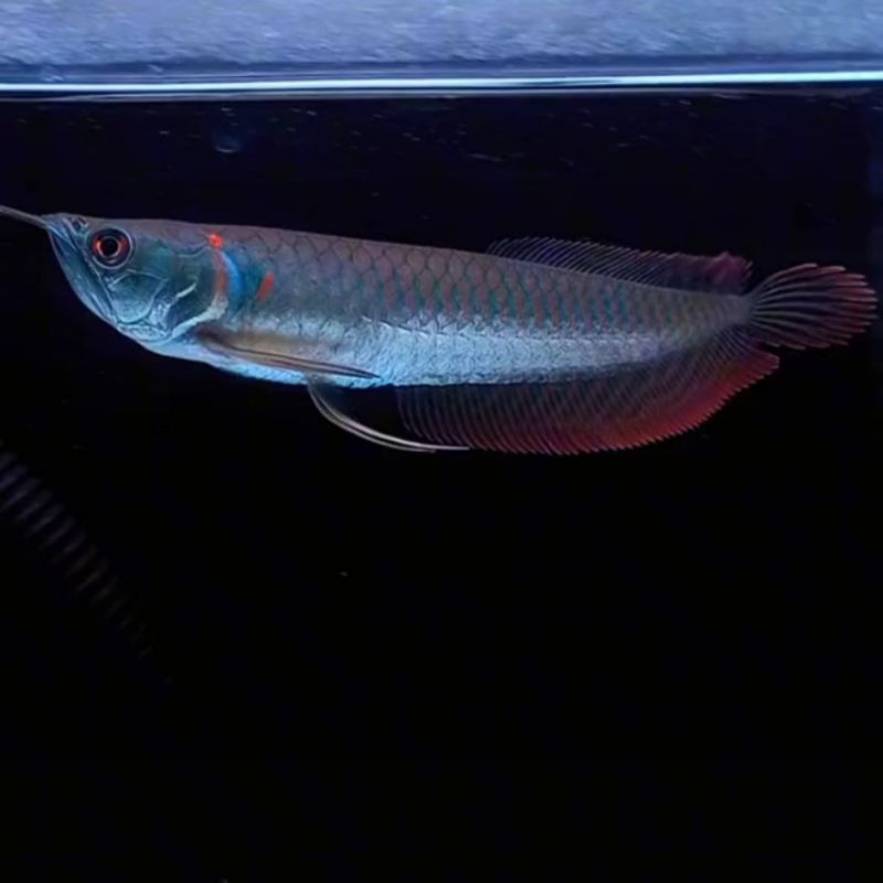 Arwana Arowana Silver Red Brazil 14-15cm bergaransi pengiriman