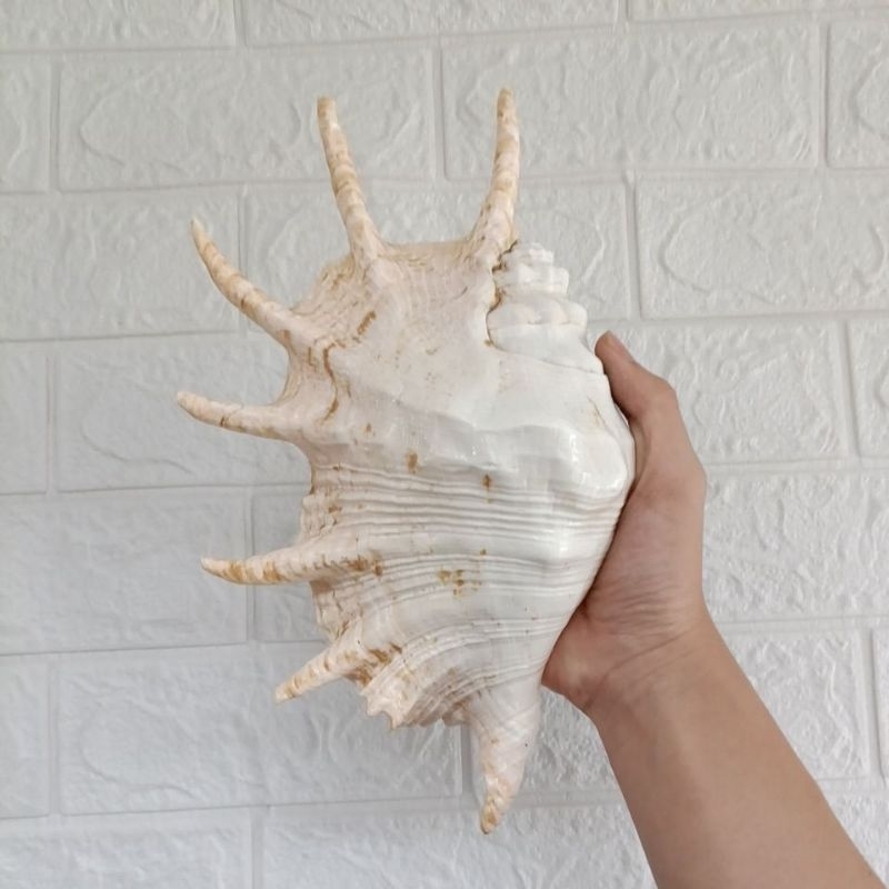 Jual cangkang kerang Lambis jumbo 26cm