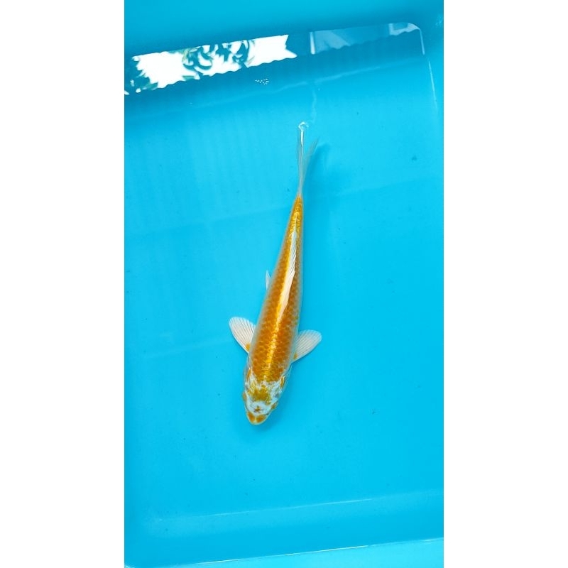 ikan koi blitar yamabuki ogon 24 cm