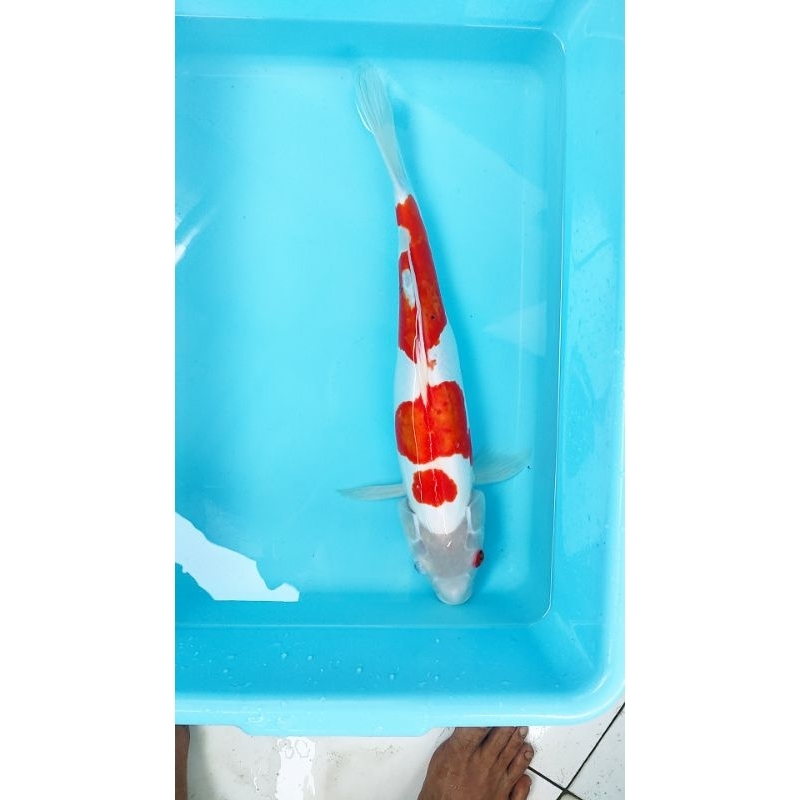 ikan koi blitar sanke doitsu 43 cm