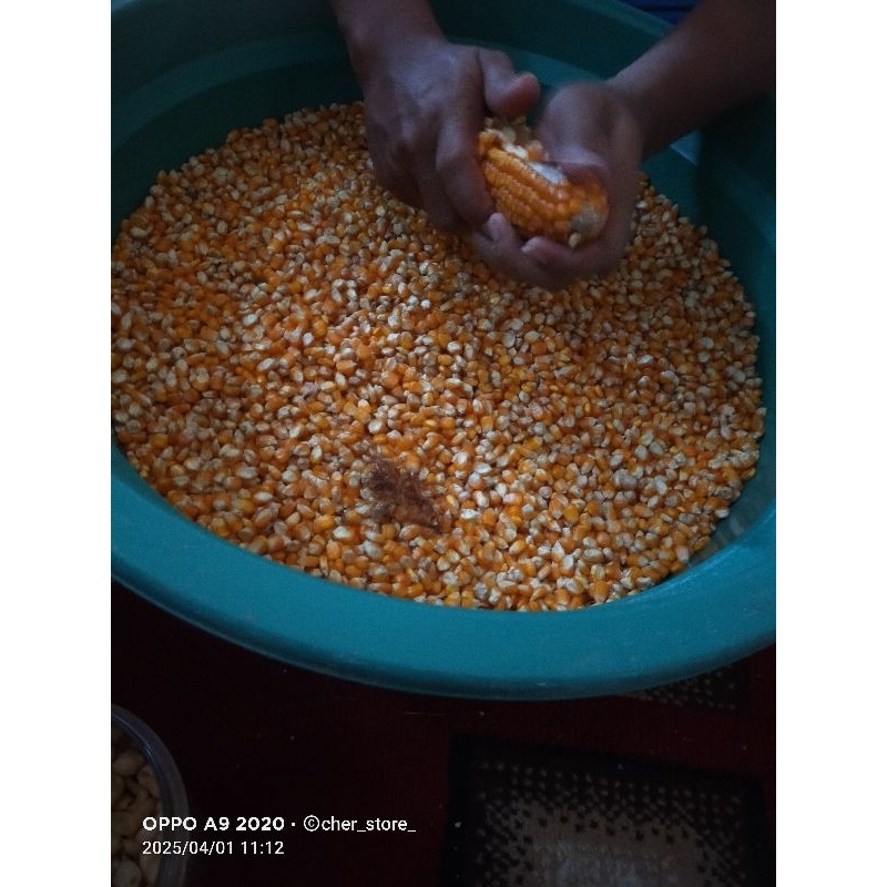

jagung pipil 1kg