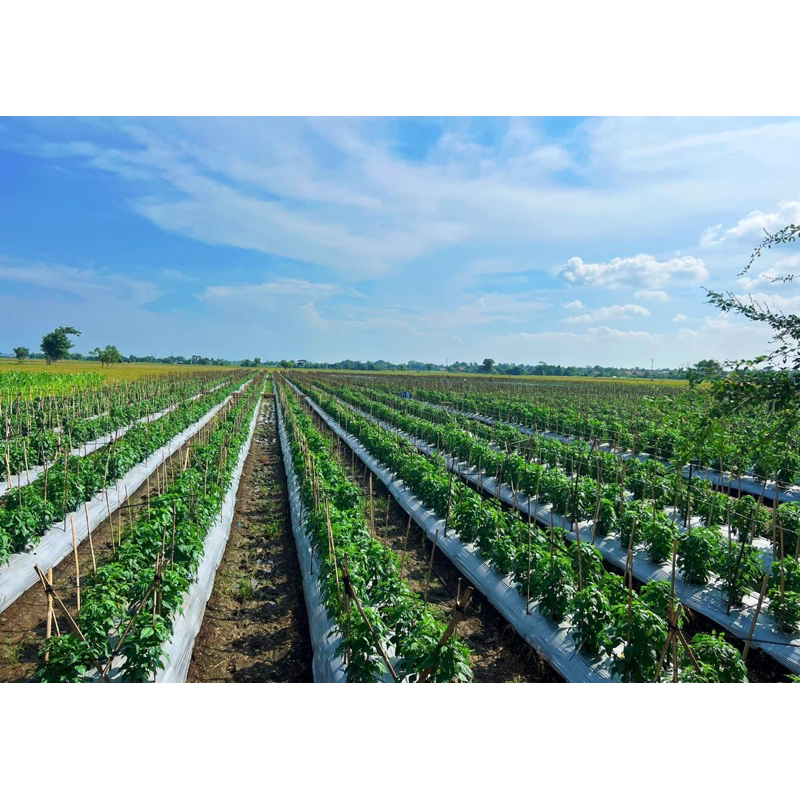 Tricosniper 1Kg Trichoderma Harzianum + Pgpr (Pengendali Jamur Fusarium Dan Antraknosa)