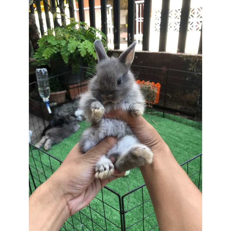 KELINCI HIAS || NETHERLAND DWARF
