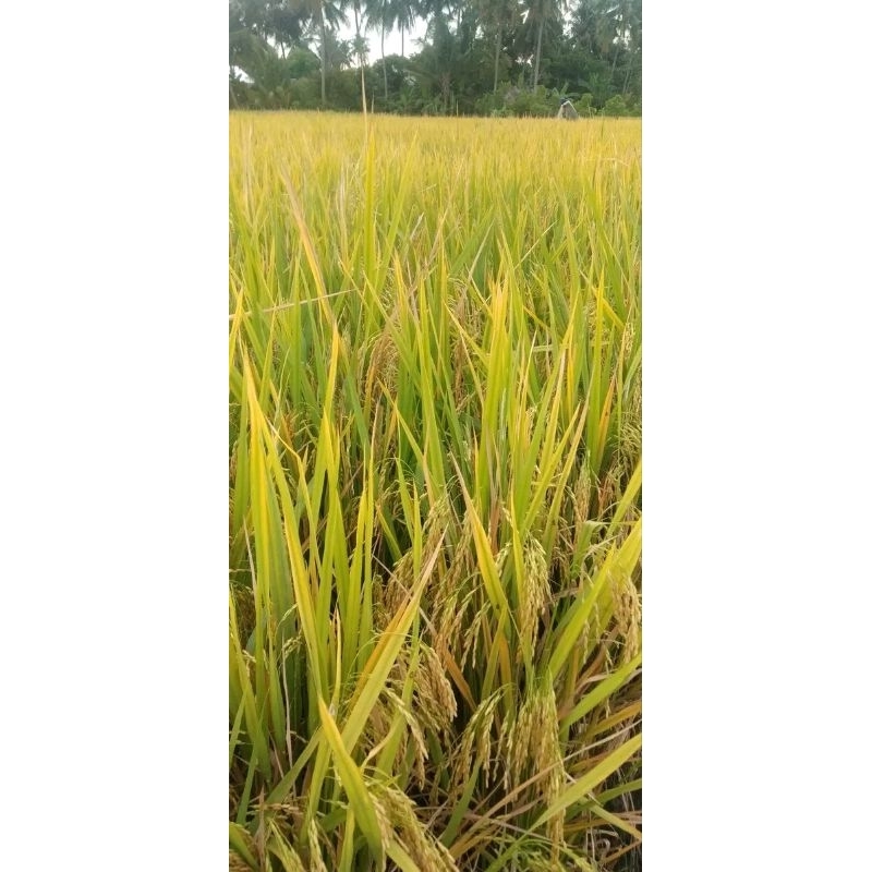 benih padi mr 219 kemasan 5kg