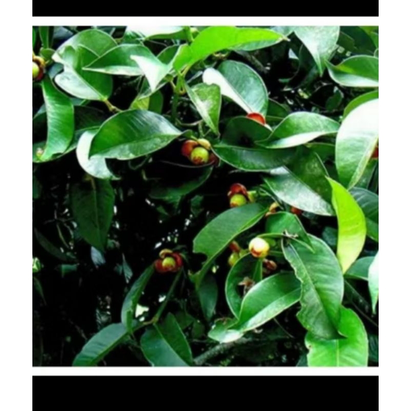 

DAUN MANGGIS SEGAR - 50 lembar