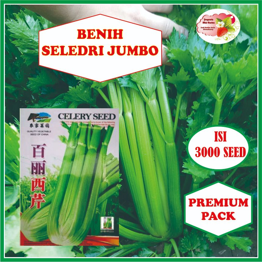 BENIH SELEDRI JUMBO ISI 3000 BIJI