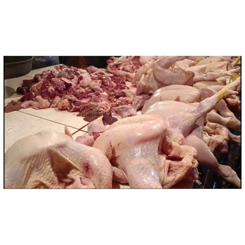 

Ayam potong negeri segar 1kg lebih fresh segar pasar pagi