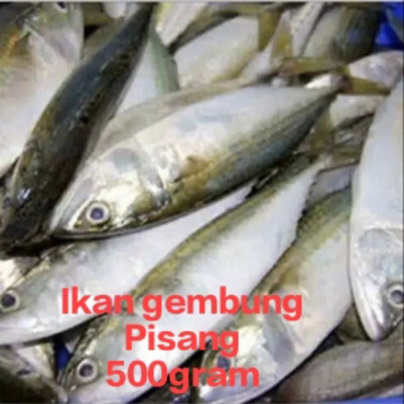 

ikan kembung pisang segar fresh 500gram/ikan kembung pisang segar fresh 500gram