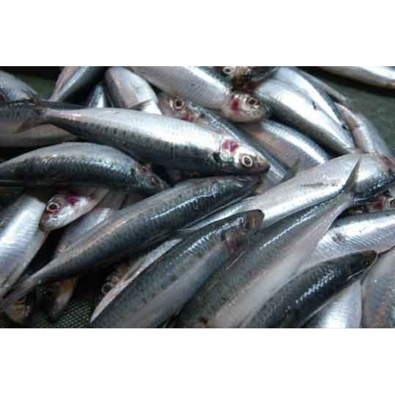 

Ikan fresh segar/ ikan Tamban 500gram