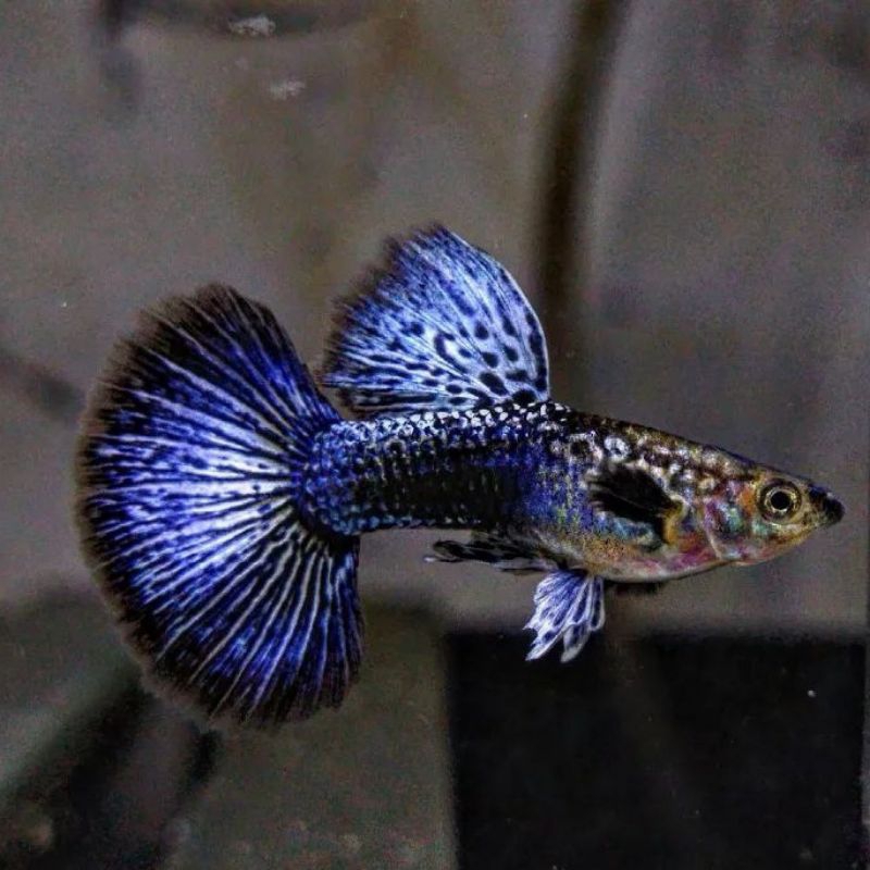 hiasan akuarium guppy blue dragon 1pasang