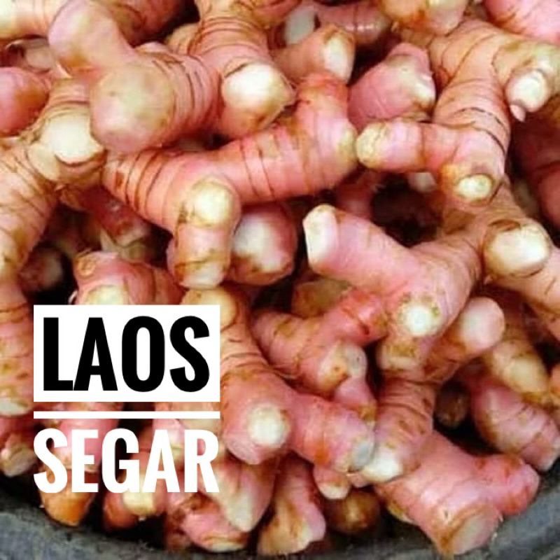 

Laos segar /bumbu dapur/Rempah dapur laos