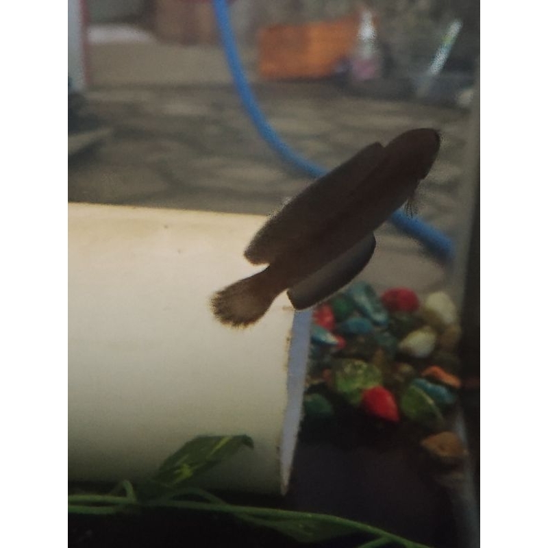 Channa andrao, ukuran 4-6 cm,sehat,doyanpelet,siapkirimdipulaujawa