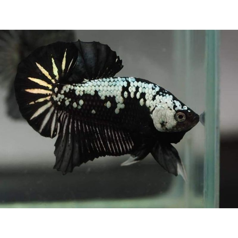 Cupang Hias Black Samurai Plakat