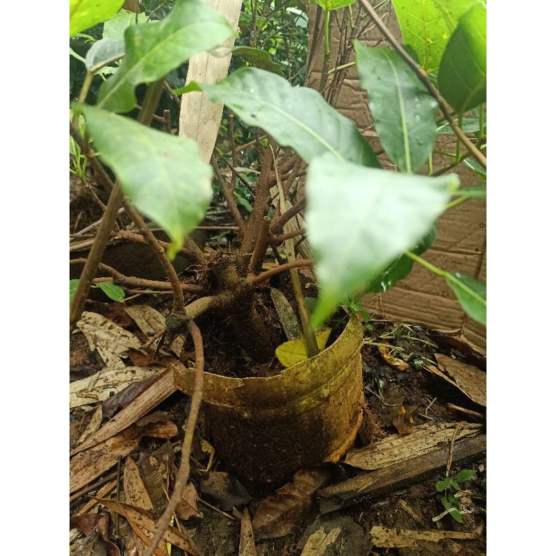 bahan bonsai bunut merah siap d program lanjut