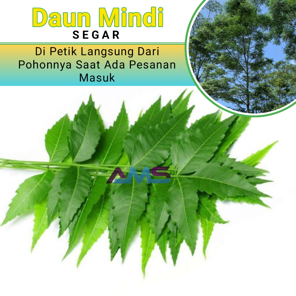 

Daun Mindi / Mimba Segar 1,kg ambil langung saat ada pesanan masuk