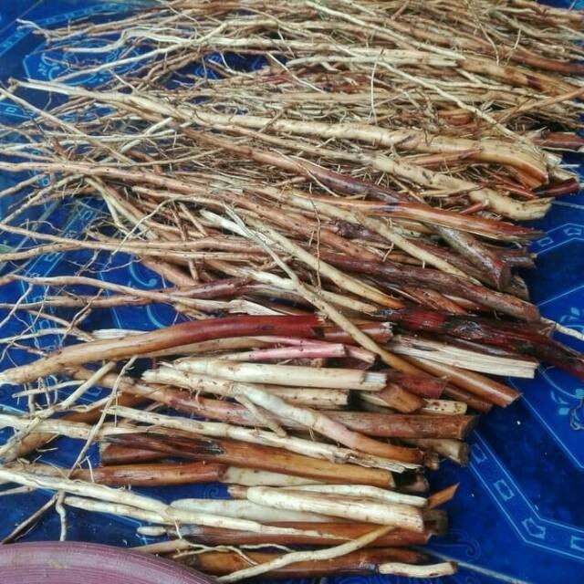 

Akar pinang muda segar 250gram (DIJAMIN MUDA) akar jambe muda