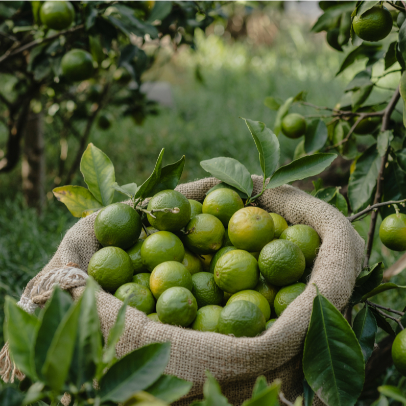 

Jeruk Nipis Fresh 2kg petik dari kebun
