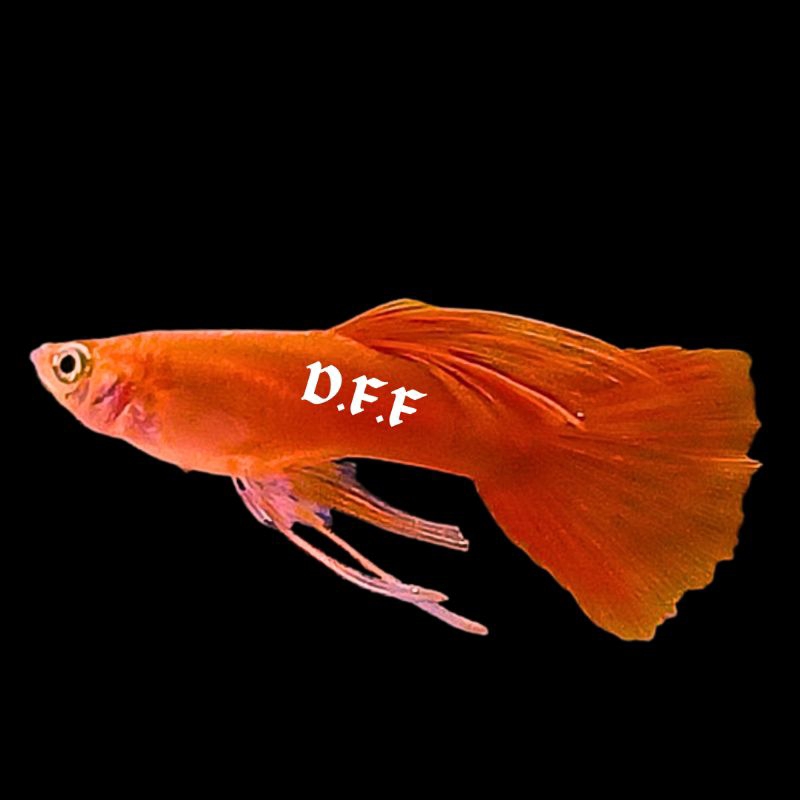 

kardus packing-red moscow rib0n