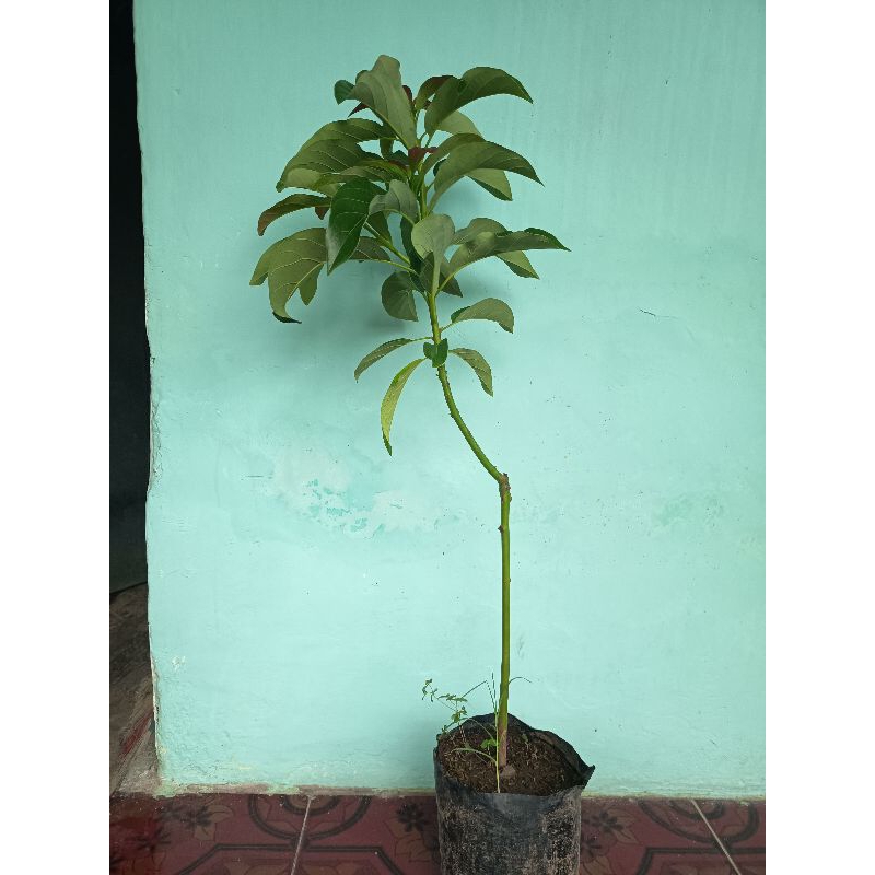 

BIBIT BUAH ALPUKAT MIKI tinggi 70 cm up