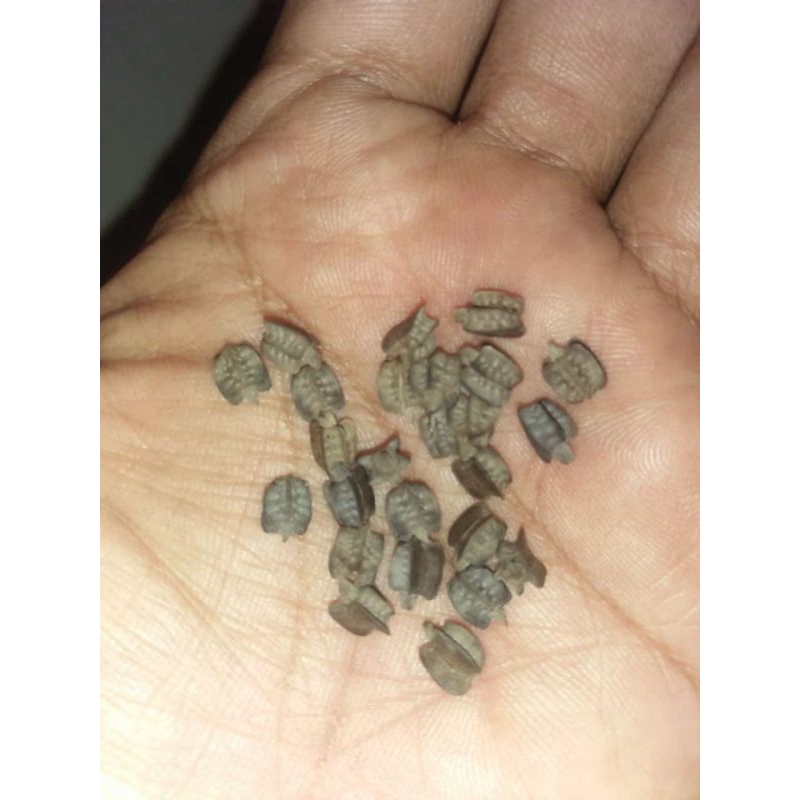 telur belalang daun pulchriphyllium pulchrifolium