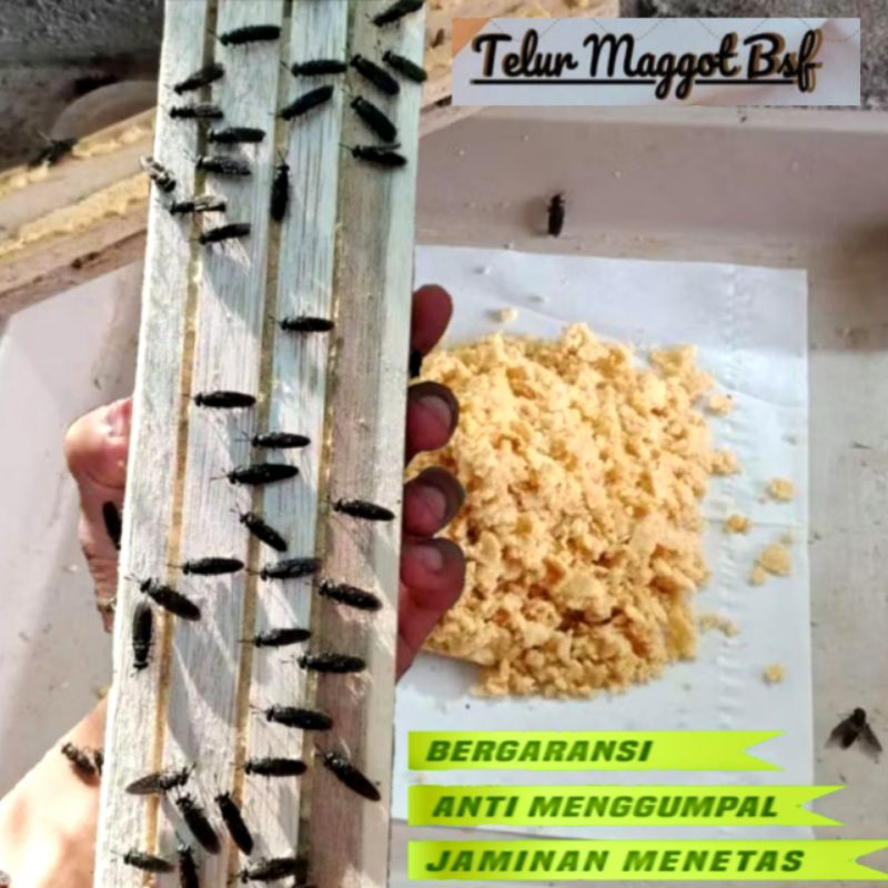 Telur bsf per 10 gram