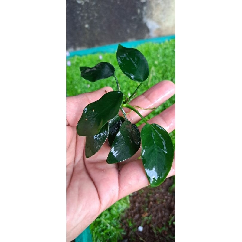 Anubias nana size M