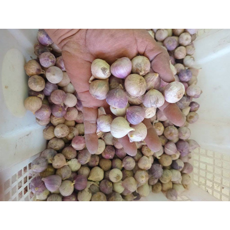 

BAWANG PUTIH TUNGGAL BAWANG LANANG uk 100g